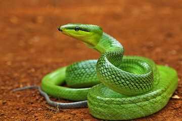 Как алкомаркетинг повышает спрос на зеленого змея